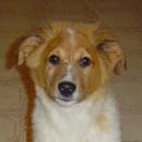 Yoshi was adopted May, 2005